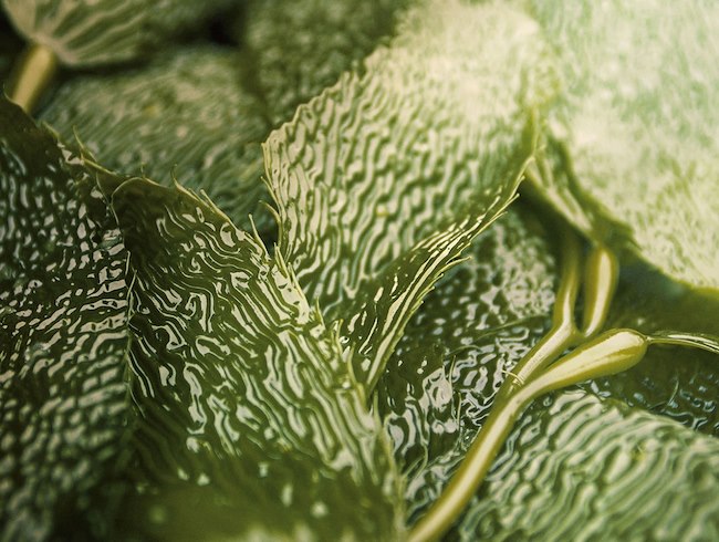 L'HISTOIRE DE LA MER